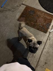 Found/Stray Male Dog last seen Near Del Rio/ Marine, Stockton, CA 95204