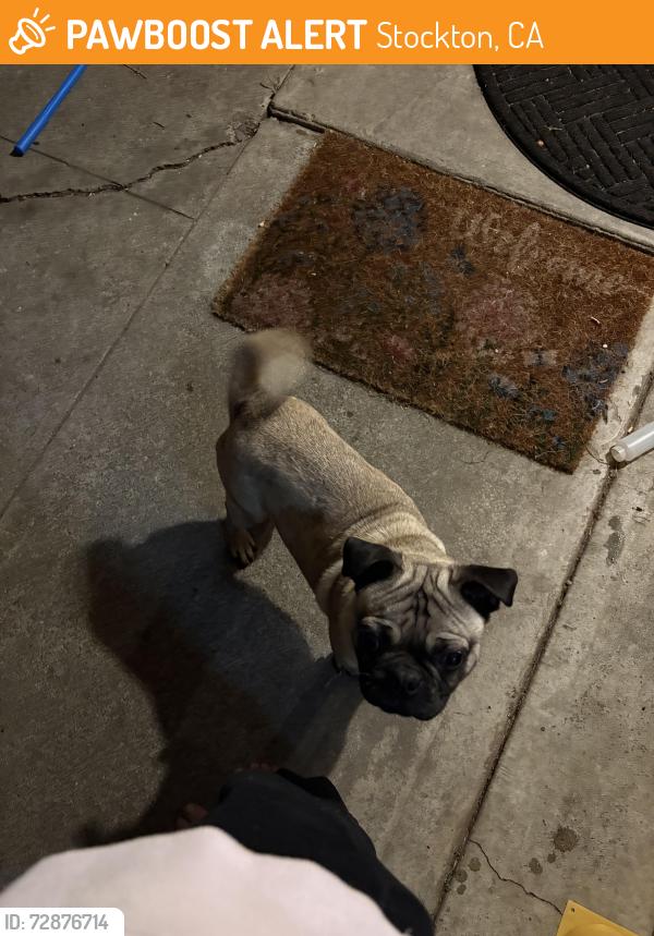 Found/Stray Male Dog last seen Near Del Rio/ Marine, Stockton, CA 95204