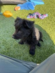 Lost Male Dog last seen Lake Murray blvd and Marengo ave, La Mesa, CA 91942