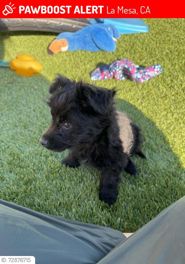 Lost Male Dog last seen Lake Murray blvd and Marengo ave, La Mesa, CA 91942