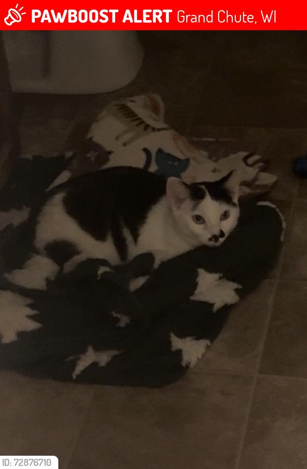 Lost Male Cat last seen W Prospect Ave, Grand Chute, WI 54914
