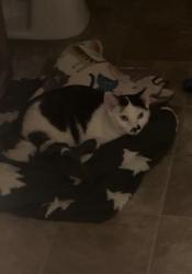 Lost Male Cat last seen W Prospect Ave, Grand Chute, WI 54914