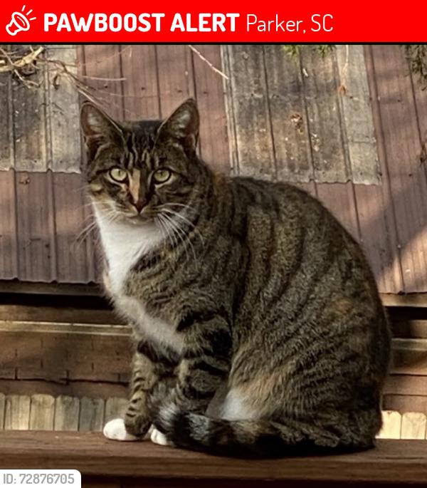 Lost Female Cat last seen Sentell Rd/ Riverview Circle , Parker, SC 29611