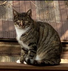 Lost Female Cat last seen Sentell Rd/ Riverview Circle , Parker, SC 29611