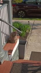 Lost Male Cat last seen stolen from motel room in his cage, Holtsville, NY 11742