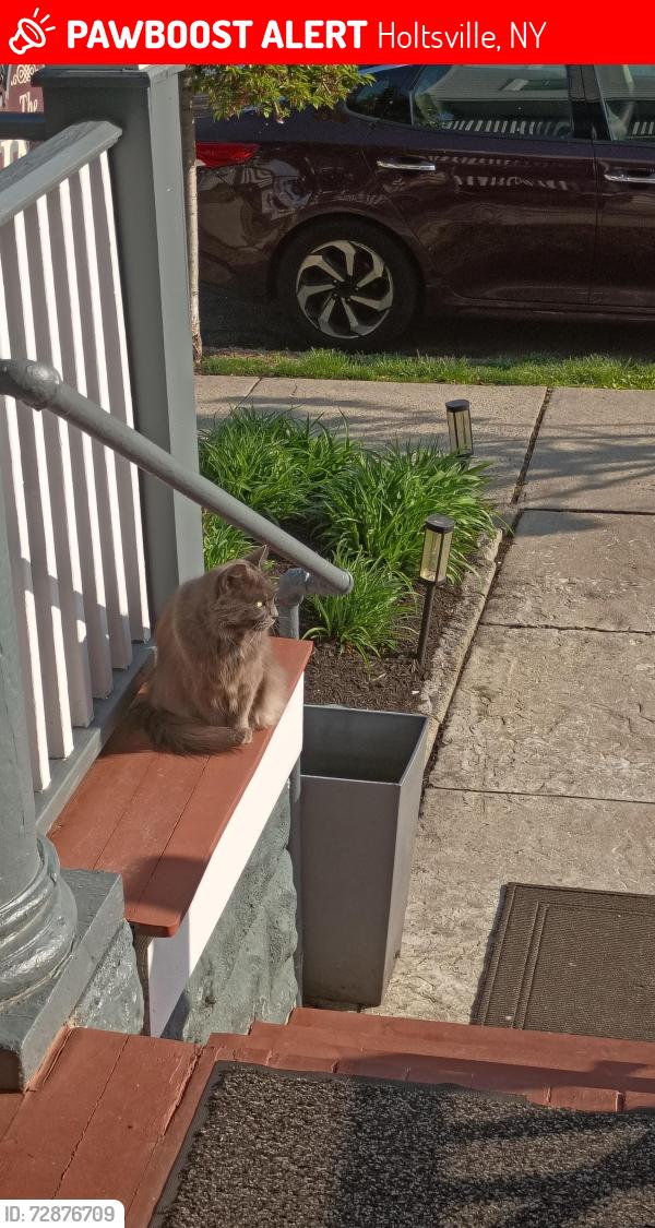Lost Male Cat last seen stolen from motel room in his cage, Holtsville, NY 11742