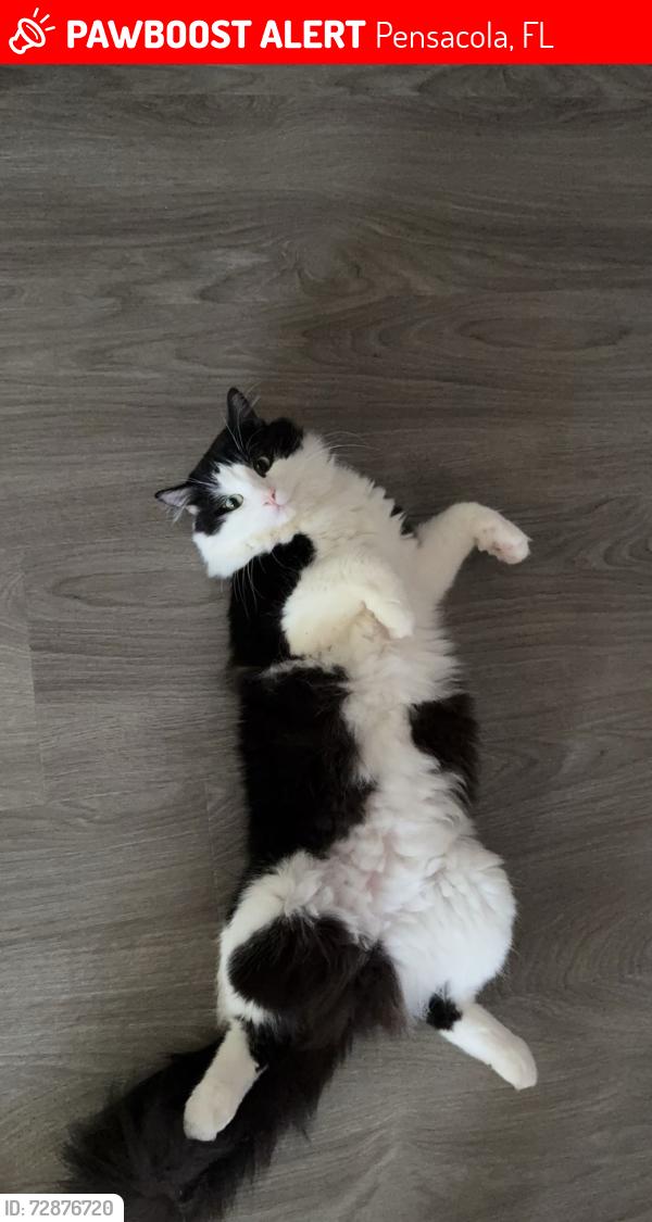 Lost Male Cat last seen Godwin lane, Simpson street, Pensacola, FL 32526