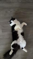 Lost Male Cat last seen Godwin lane, Simpson street, Pensacola, FL 32526