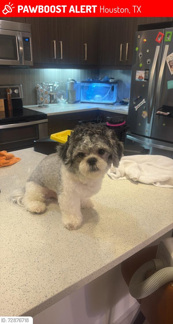 Lost Male Dog last seen Hurrisburg , Houston, TX 77011