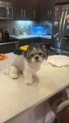Lost Male Dog last seen Hurrisburg , Houston, TX 77011