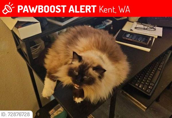 Lost Male Cat last seen Kent Lake morton, Kent, WA 98042