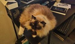 Lost Male Cat last seen Kent Lake morton, Kent, WA 98042