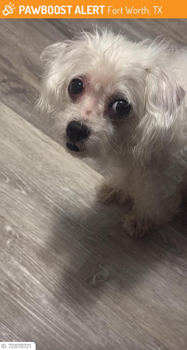Found/Stray Male Dog last seen E Harvey ave, Fort Worth, TX 76104