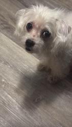 Found/Stray Male Dog last seen E Harvey ave, Fort Worth, TX 76104