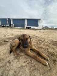 Lost Male Dog last seen Sierra Hwy and Ave M, Lancaster, CA 93535