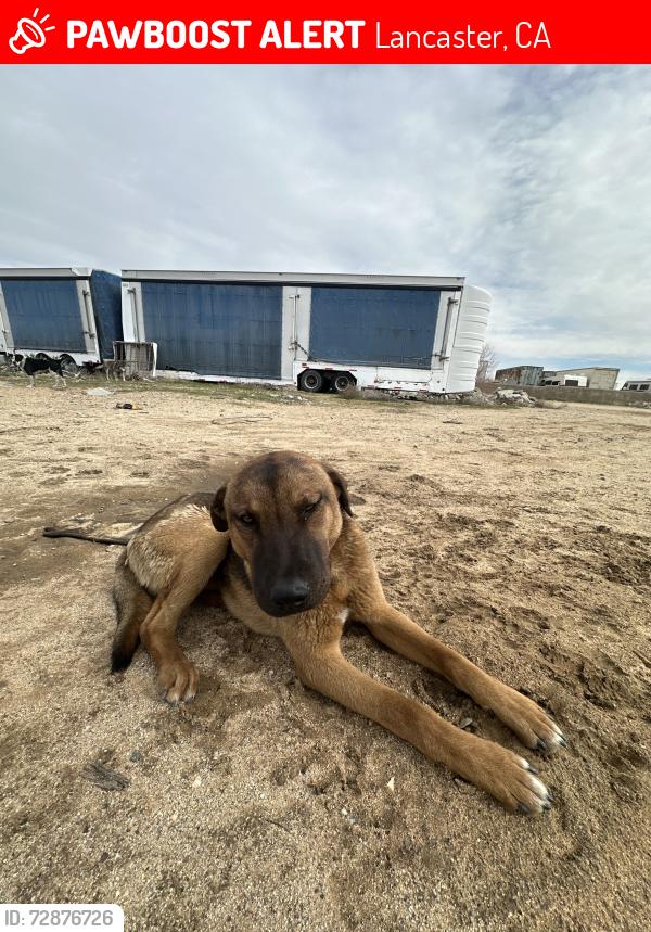 Lost Male Dog last seen Sierra Hwy and Ave M, Lancaster, CA 93535