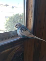 Found/Stray Female Bird last seen 19th Ave & Durango, Phoenix, AZ 85003