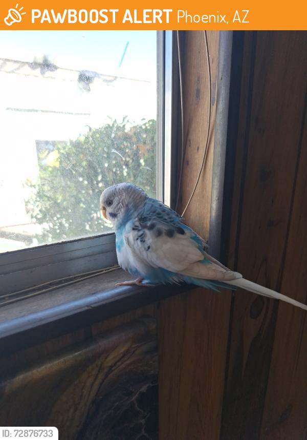 Found/Stray Female Bird last seen 19th Ave & Durango, Phoenix, AZ 85003