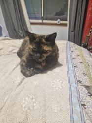 Lost Female Cat last seen Templar Cresent Pooraka , Pooraka, SA 5095