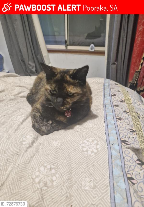 Lost Female Cat last seen Templar Cresent Pooraka , Pooraka, SA 5095
