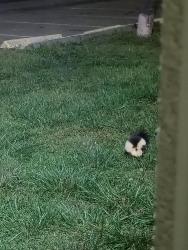Lost Female Cat last seen Lakeland Inn off Lakeland Avenue behind motel, Bohemia, NY 11716