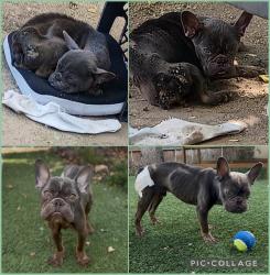 Found/Stray Male Dog last seen Roberts lane, Bakersfield, CA 93308