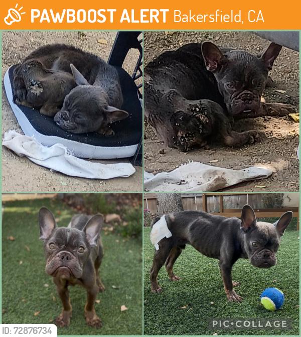 Found/Stray Male Dog last seen Roberts lane, Bakersfield, CA 93308