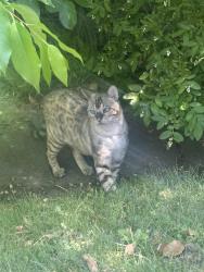 Found/Stray Unknown Cat last seen New Providence Terrace, Falls Church, VA 22042