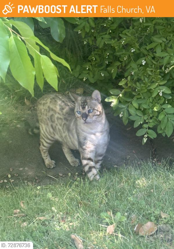 Found/Stray Unknown Cat last seen New Providence Terrace, Falls Church, VA 22042