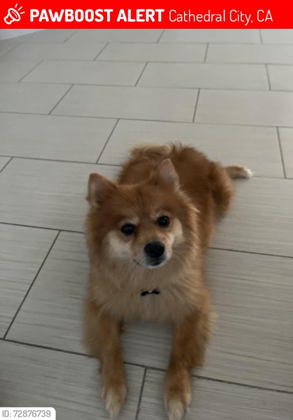 Lost Male Dog last seen Landau & tortuga, Cathedral City, CA 92234