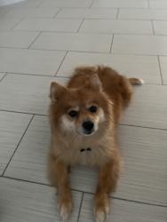Lost Male Dog last seen Landau & tortuga, Cathedral City, CA 92234