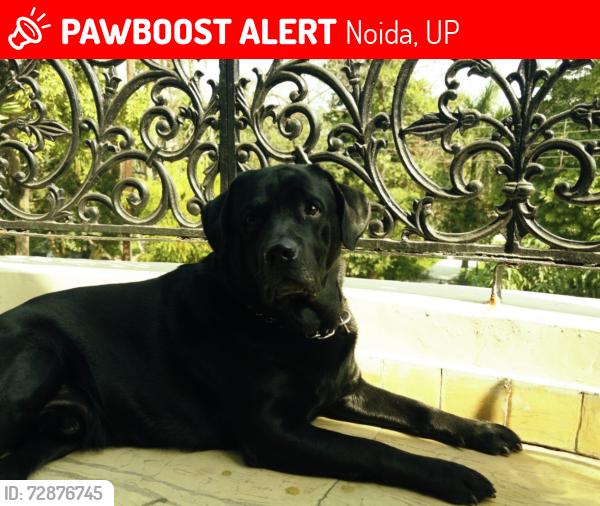 Lost Male Dog last seen sector 51 D Block, Noida, UP 201303