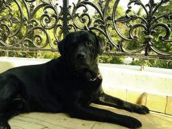 Lost Male Dog last seen sector 51 D Block, Noida, UP 201303