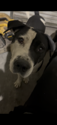 Lost Female Dog last seen Sierra Hwy and Ave M, Lancaster, CA 93535