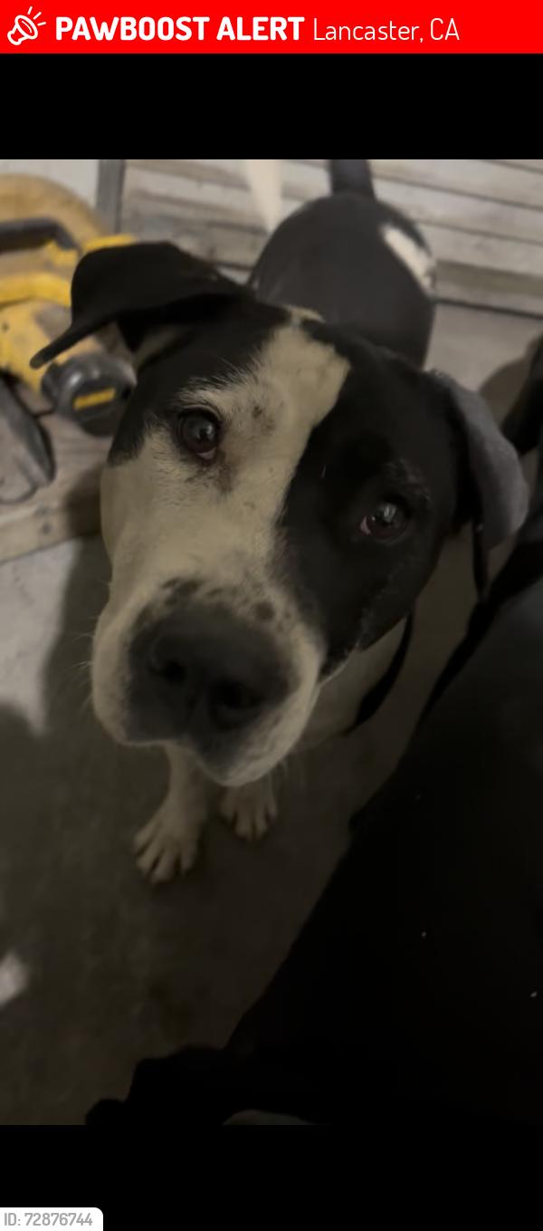 Lost Female Dog last seen Sierra Hwy and Ave M, Lancaster, CA 93535