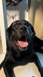 Lost Male Dog last seen Near manav rachna public school sector 51 e block, Noida, UP 201303