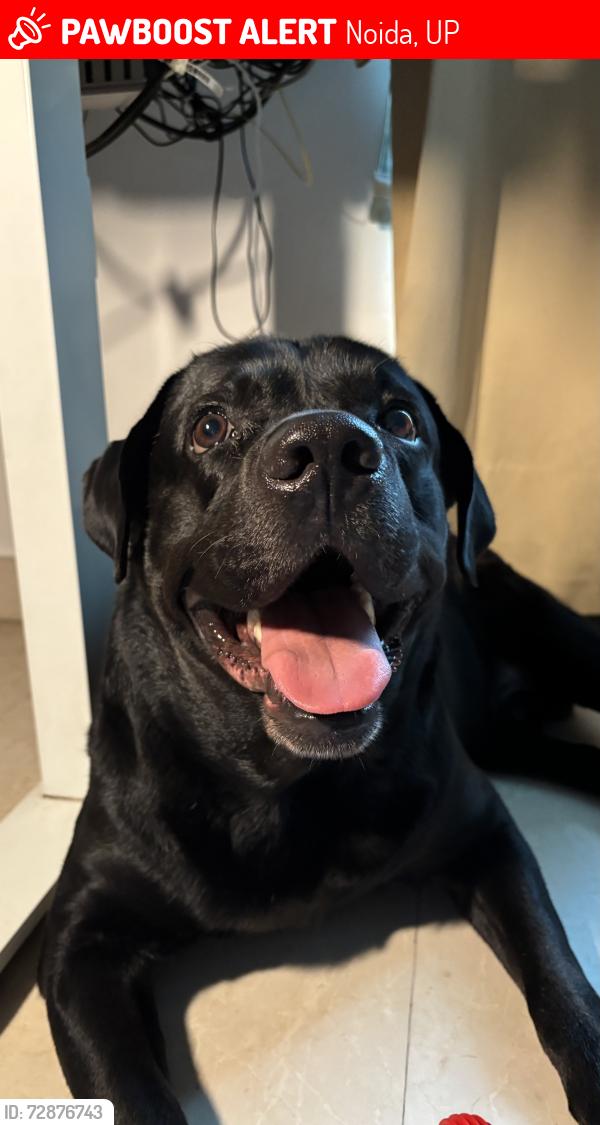 Lost Male Dog last seen Near manav rachna public school sector 51 e block, Noida, UP 201303
