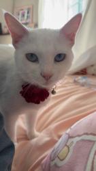 Lost Female Cat last seen Near N Pasadena Ave, Long Beach, CA, Long Beach, CA 90806
