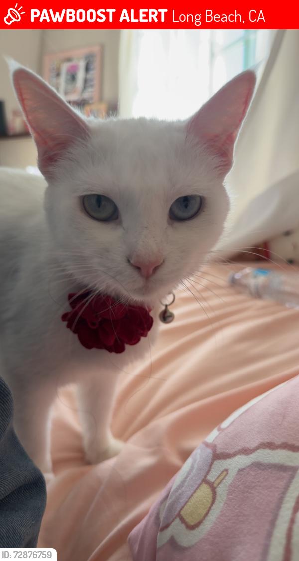 Lost Female Cat last seen Near N Pasadena Ave, Long Beach, CA, Long Beach, CA 90806