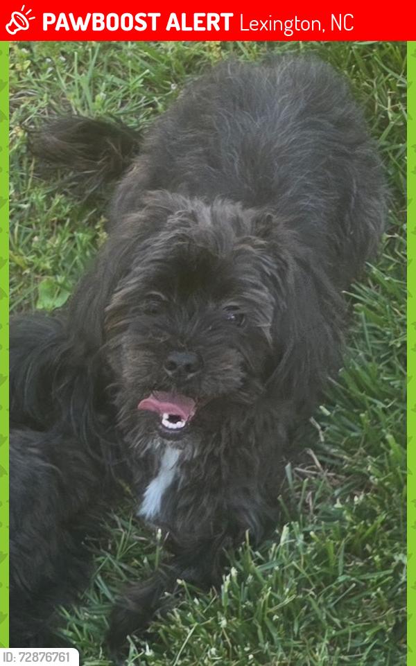 Lost Male Dog last seen Enterprise, Lexington, NC 27295