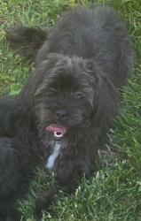 Lost Male Dog last seen Enterprise, Lexington, NC 27295