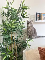 Lost Female Cat last seen 11th Avenue orange street escondido, Escondido, CA 92025