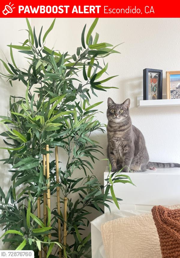 Lost Female Cat last seen 11th Avenue orange street escondido, Escondido, CA 92025