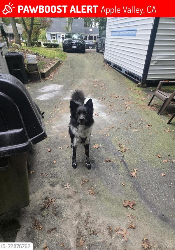Lost Male Dog last seen Ran Under Apple Valley Bridge , Apple Valley, CA 92395