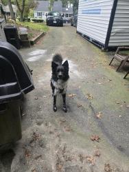 Lost Male Dog last seen Ran Under Apple Valley Bridge , Apple Valley, CA 92395