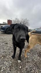 Lost Male Dog last seen Sierra Hwy and Ave M, Lancaster, CA 93535