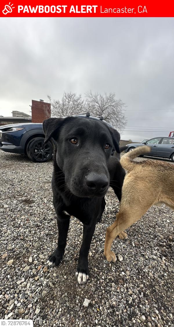 Lost Male Dog last seen Sierra Hwy and Ave M, Lancaster, CA 93535
