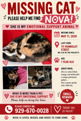 Lost Female Cat last seen Graham ave bushwick ave, Brooklyn, NY 11206