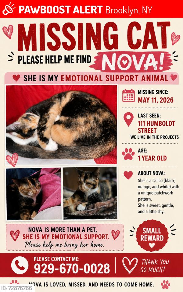 Lost Female Cat last seen Graham ave bushwick ave, Brooklyn, NY 11206