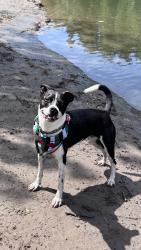 Lost Male Dog last seen Brentwood city park, Portland, OR 97206